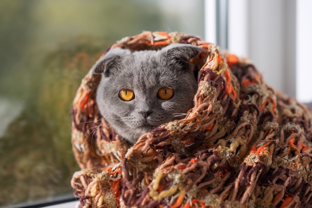 Gatto seduto su una finestra in una sciarpa e guarda in lontananza