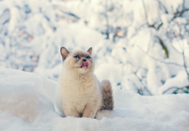 Gatto seduto su una neve nella foresta invernale