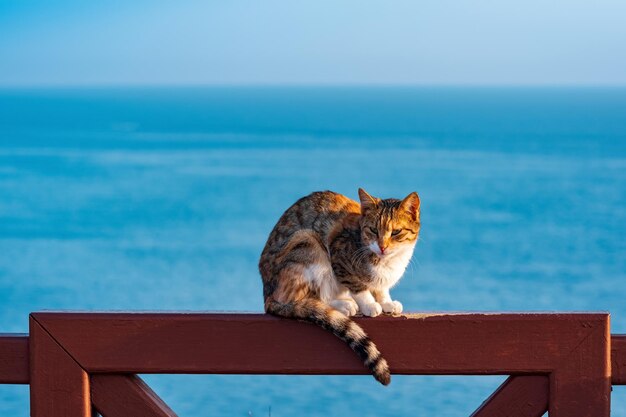 Gatto seduto su una recinzione sullo sfondo del mare