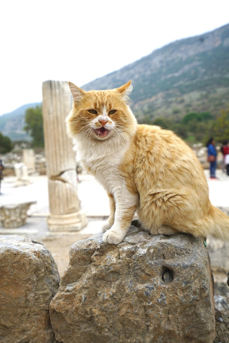 Foto gatto seduto su una roccia