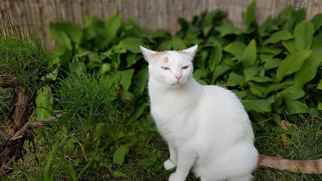 Gatto seduto sul campo erboso nel cortile sul retro