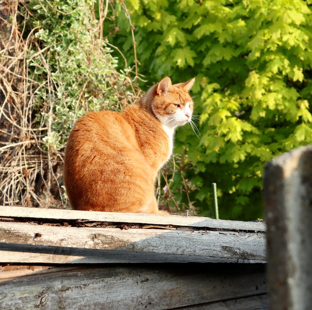 Gatto seduto sul legno