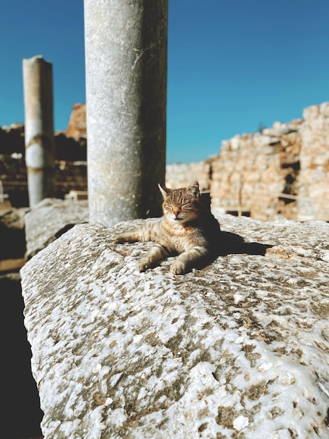 Gatto seduto sul muro