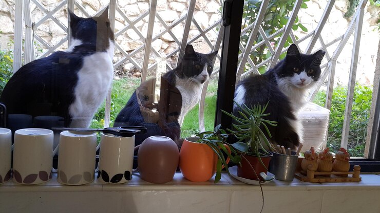 Foto gatto seduto sul pavimento