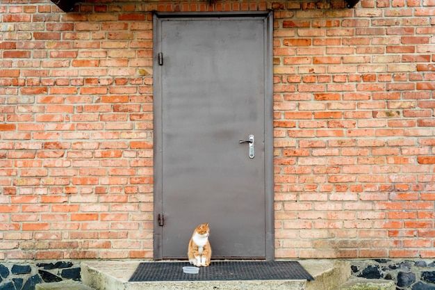 Gatto seduto sul portico esterno con ciotola vuota