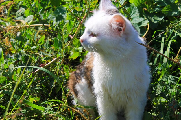 Gatto seduto sull'erba verde