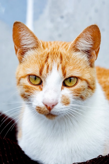 Gatto selvatico dai capelli rossi che riposa sulle reti da pesca