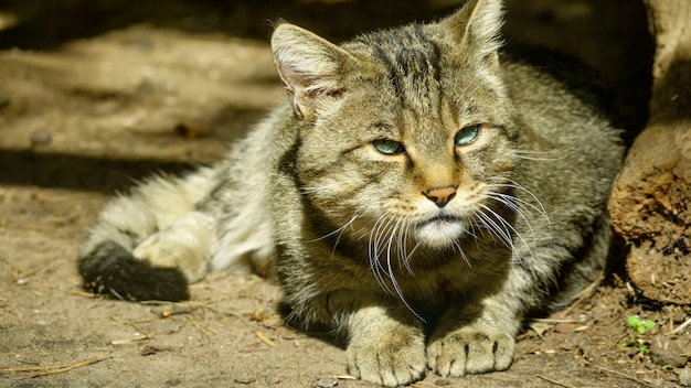 Gatto selvatico della foresta selvaggia