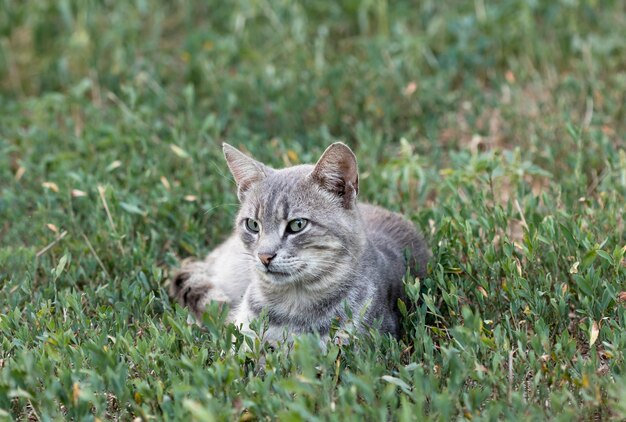 gatto selvatico di strada