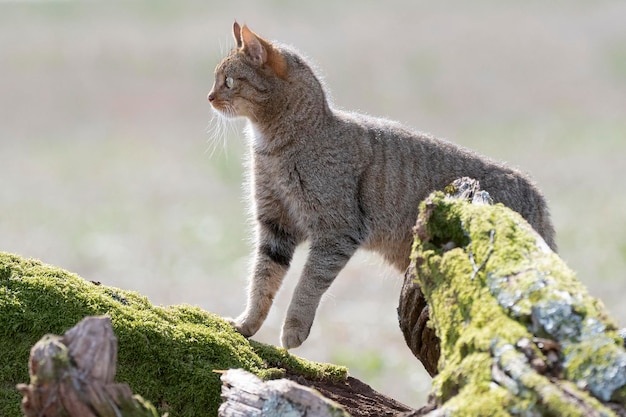 Gatto selvatico europeo Felis silvestris silvestris Cadice Spagna