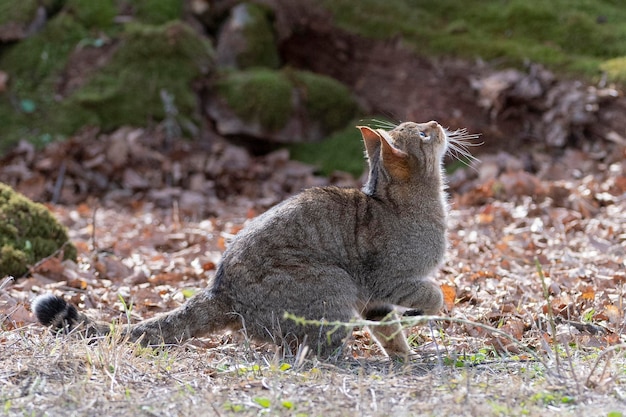 Gatto selvatico europeo Felis silvestris silvestris Cadice Spagna