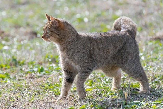 Gatto selvatico europeo Felis silvestris silvestris Cadice Spagna