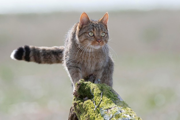 Gatto selvatico europeo Felis silvestris silvestris Cadice Spagna