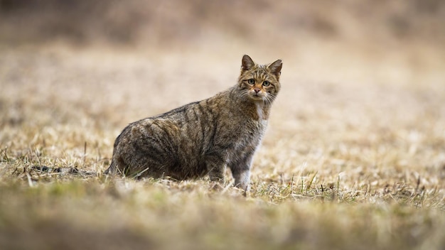 Gatto selvatico europeo sorpreso che guarda attentamente alla macchina fotografica in natura