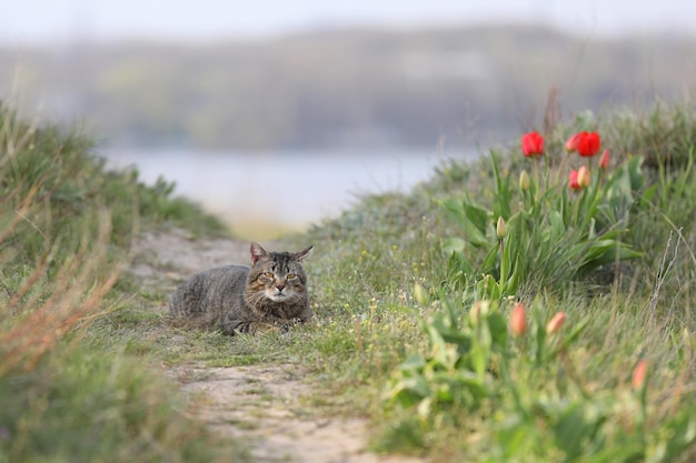 gatto selvatico nell'erba