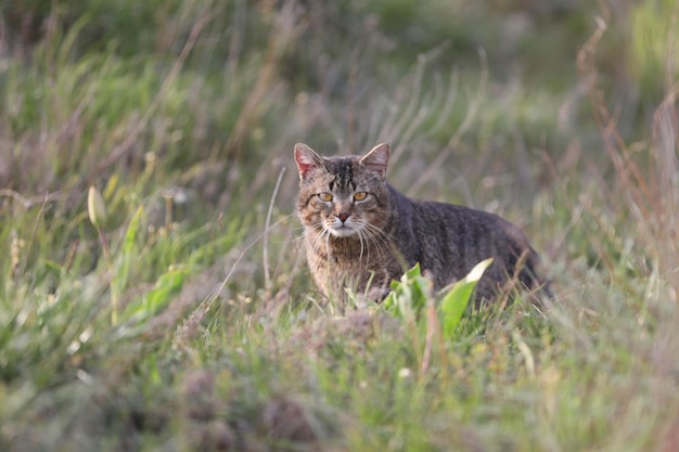 gatto selvatico nell'erba