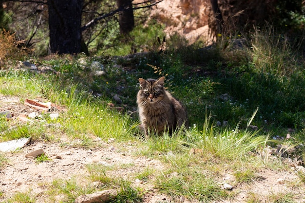 Gatto selvatico sulla natura