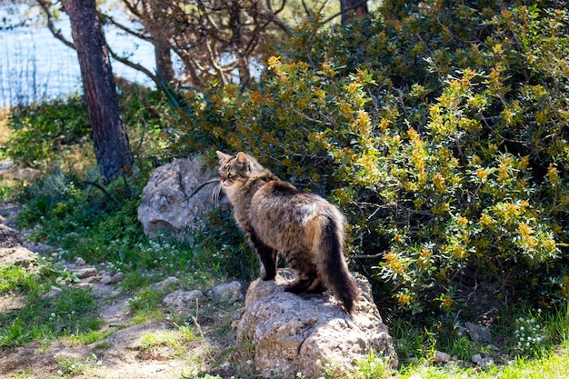 Gatto selvatico sulla natura