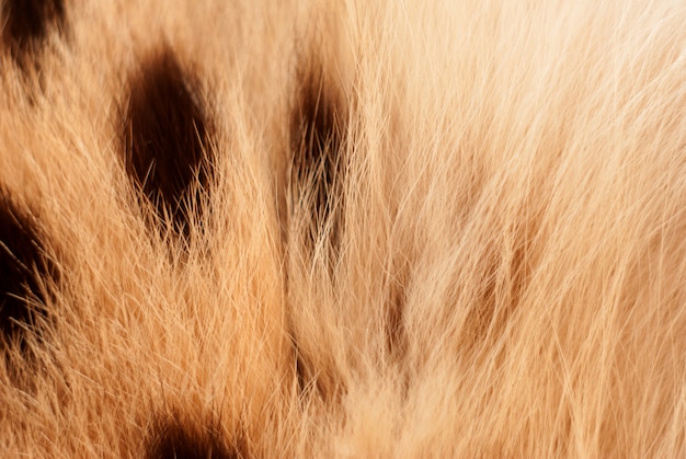 Gatto selvatico, trama di pelliccia serval. Primo piano soft focus naturale