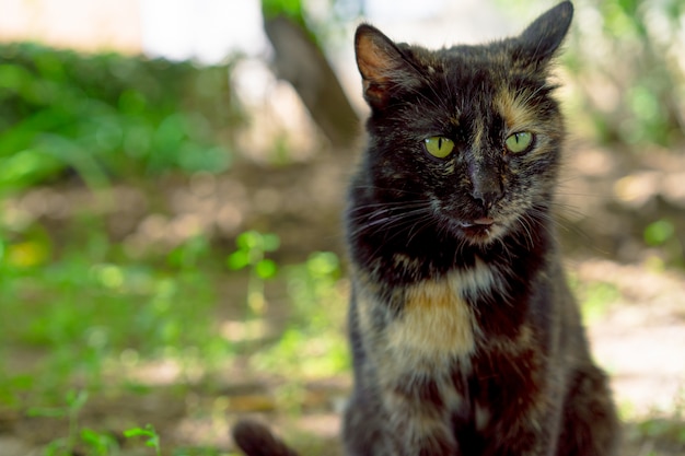 Gatto senza casa con gli occhi verdi.