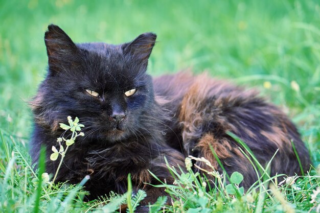 Gatto senza casa sdraiato su un prato verde