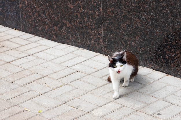 Gatto senza casa su una strada cittadina. Gatto bianco e nero affamato randagio.