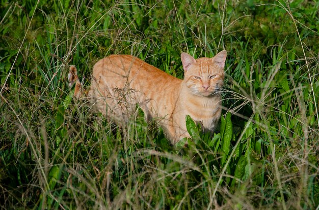 Gatto senza tetto rosso su erba verde