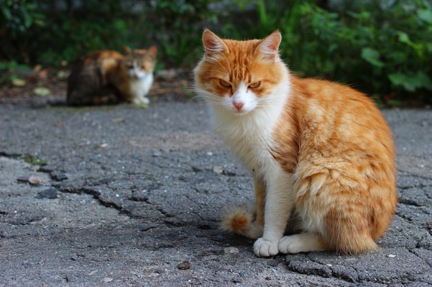 Gatto senzatetto bello e triste