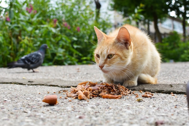 gatto senzatetto che mangia cibo per strada problema di animali solitari affamati