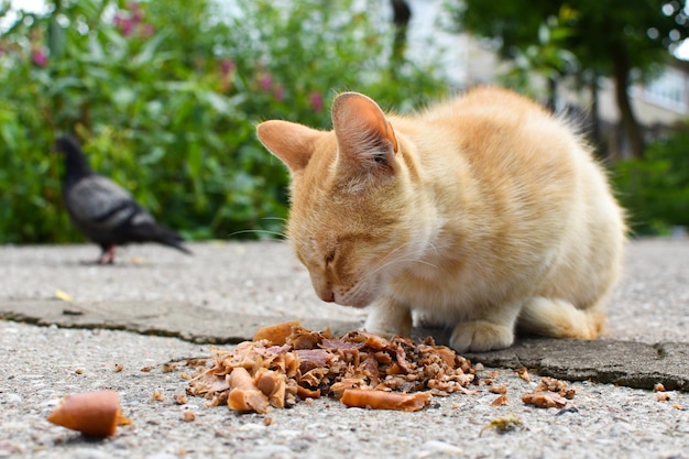 gatto senzatetto che mangia cibo per strada problema di animali solitari affamati