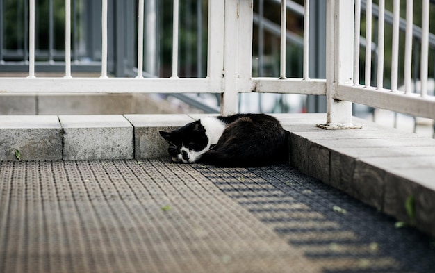 Gatto senzatetto di strada dorme sotto il portico di casa