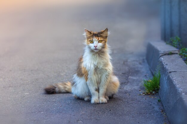 gatto senzatetto è seduto sul marciapiede