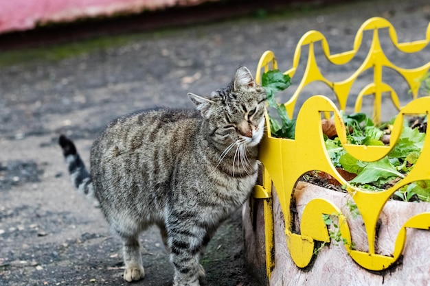 Gatto senzatetto grigio tabby per strada