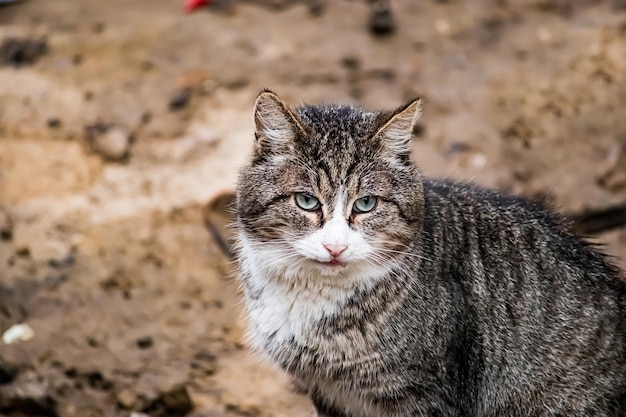 Gatto senzatetto in strada Cura degli animali e concetto di volontariato Gattino di strada smarrito