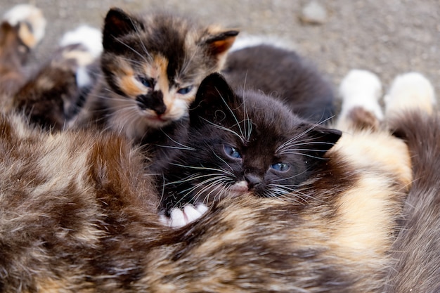 Gatto senzatetto mamma con due piccoli gattini.