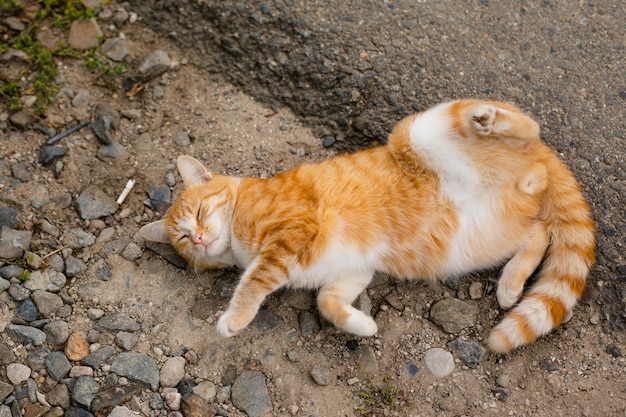 Gatto senzatetto senza razza in rifugio per una passeggiata sulla strada