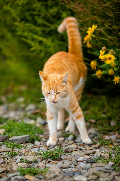 Gatto senzatetto senza razza in rifugio per una passeggiata sulla strada