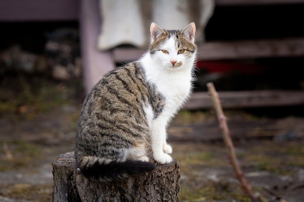 gatto senzatetto solitario