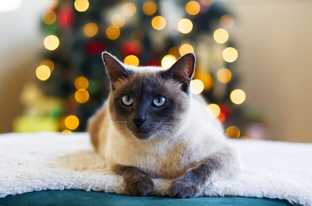 Gatto serio contro le luci di Natale sfocate sullo sfondo dell'albero di Natale