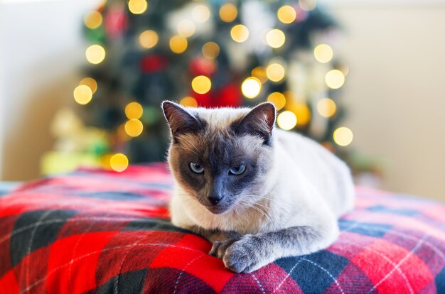 Gatto serio contro le luci di Natale sfocate sullo sfondo dell'albero di Natale