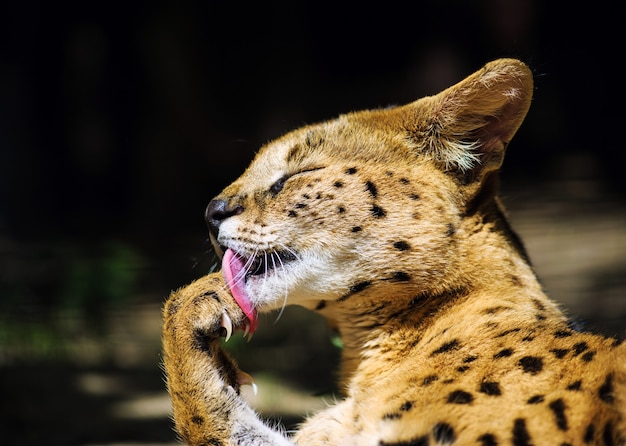 Gatto serval