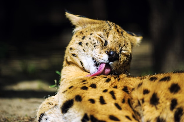 gatto serval