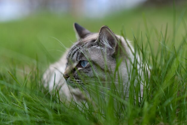 Gatto siamese adulto che cammina nell'erba