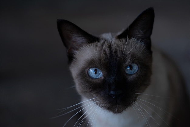 Gatto siamese con bellissimi occhi azzurri Piccolo gattino carino che guarda la fotocamera