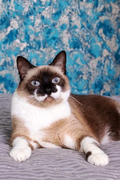 Gatto siamese con il ritratto del primo piano degli occhi azzurri