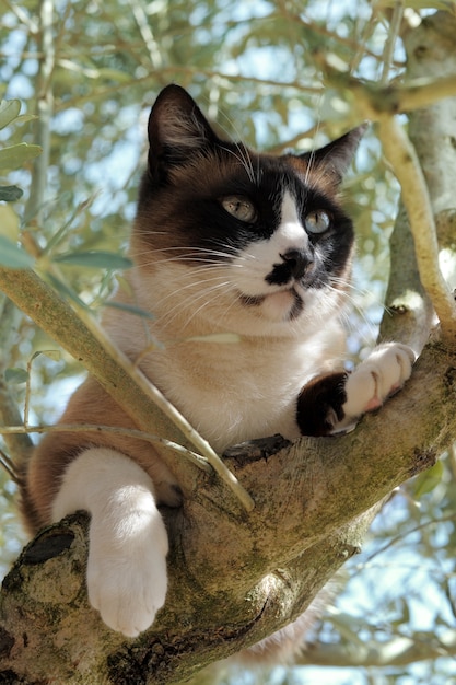 Gatto siamese in un albero