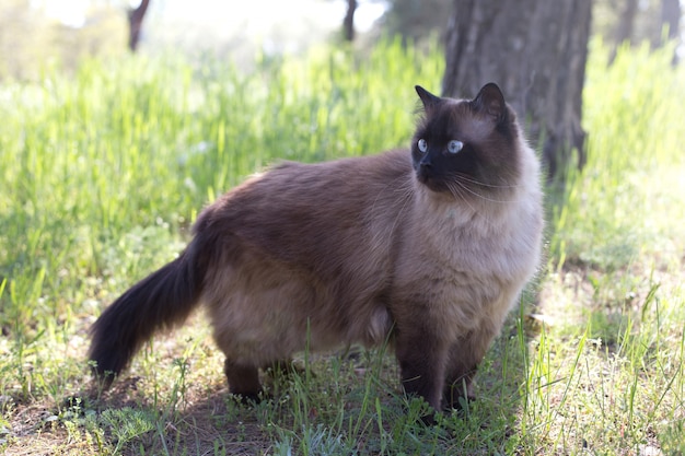 Gatto siamese o tailandese che si siede sotto un albero. Il gatto cammina da solo nel parco