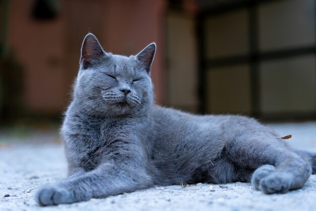 Gatto siamese sdraiato sulla strada