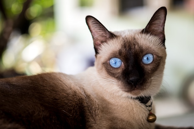 gatto siamese