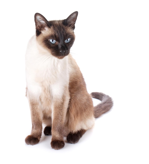 gatto siamese